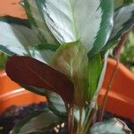 Calathea picturata Lehti