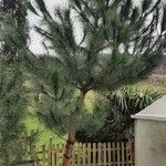Pinus pinea Лист