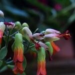 Kalanchoe marnieriana Flower