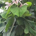 Bauhinia monandra Virág