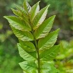 Fraxinus ornus Leaf