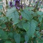 Agastache rugosa برگ