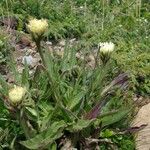 Hieracium intybaceum Други