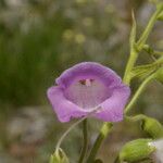 Digitalis thapsi 花