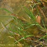 Juncus heterophyllus Hàbitat