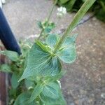 Valeriana tripteris Hoja