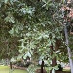 Quercus fusiformis Hoja