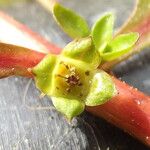 Ludwigia palustris Blomst