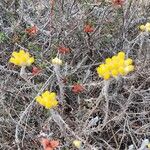 Helichrysum saxatileFlower