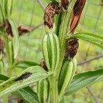 Cephalanthera damasonium Plod