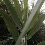 Arundo donax Leaf