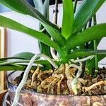 Phalaenopsis spp. Coajă