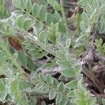 Astragalus stella Leaf