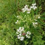 Sambucus ebulus Flor