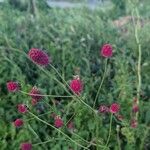 Sanguisorba officinalis 花