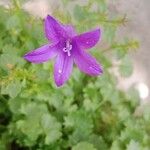 Campanula portenschlagiana 花