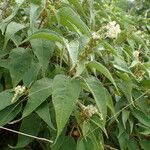 Croton flavens Other