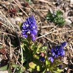 Polygala amara Altres