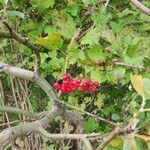 Viburnum trilobumFruit