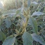 Amaranthus retroflexus Leaf