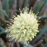 Allium altaicum ফুল