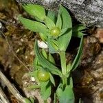 Lysimachia linum-stellatum Vaisius