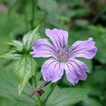 Geranium nodosum Цвят