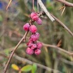 Berberis aggregata 果實