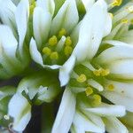 Allium chamaemoly