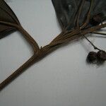 Miconia tetraspermoides