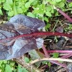 Beta vulgaris Lehti