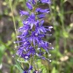 Veronica spicata 花