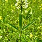 Trifolium montanum Flor