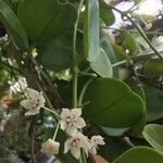Hoya australis Blüte