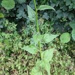 Crepis lampsanoides Folha