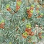 Pinus edulis Hoja
