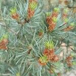 Pinus edulis Folha