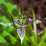 Scoliopus bigelovii Fleur