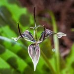 Scoliopus bigelovii Λουλούδι