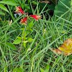 Alstroemeria psittacina Habit