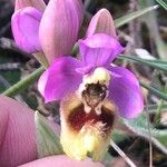 Ophrys tenthredinifera Цвят