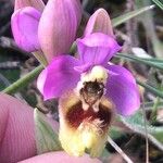 Ophrys tenthredinifera Fleur