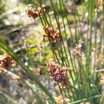 Juncus effususFleur