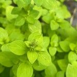 Origanum majorana पत्ता