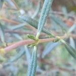 Helianthemum syriacum Hoja