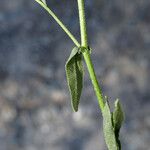 Neslia paniculata Blatt