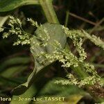 Agrostis stolonifera Fleur