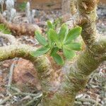 Tylecodon paniculatus 整株植物