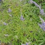 Vitex agnus-castus ফুল