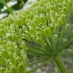 Heracleum sosnowskyi Hedelmä